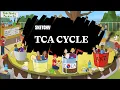 Learn the TCA Cycle Full Lesson Sketchy MCAT Biochemistry