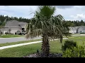 Palm Tree Fertilizer
