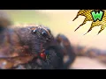 Are Wolf Spiders Dangerous
