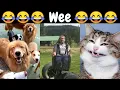 Funny Animals Wee Meme Compilation 2022