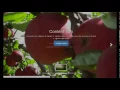 CSS Background - Bootstrap Ready with Content Overlay