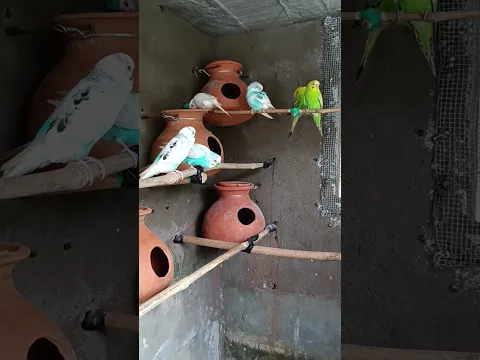 Budgies colony #shorts #birds