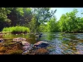Download Lagu Kalmerende riviergeluiden - Vreedzaam zonnig bos Rivierrust Haal diep adem in 4K