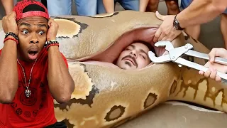 Scariest Snake Encounters Ever Filmed