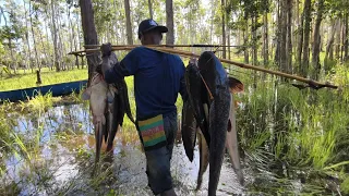 Archery of Large Catfish in the Swamps of South Papua 