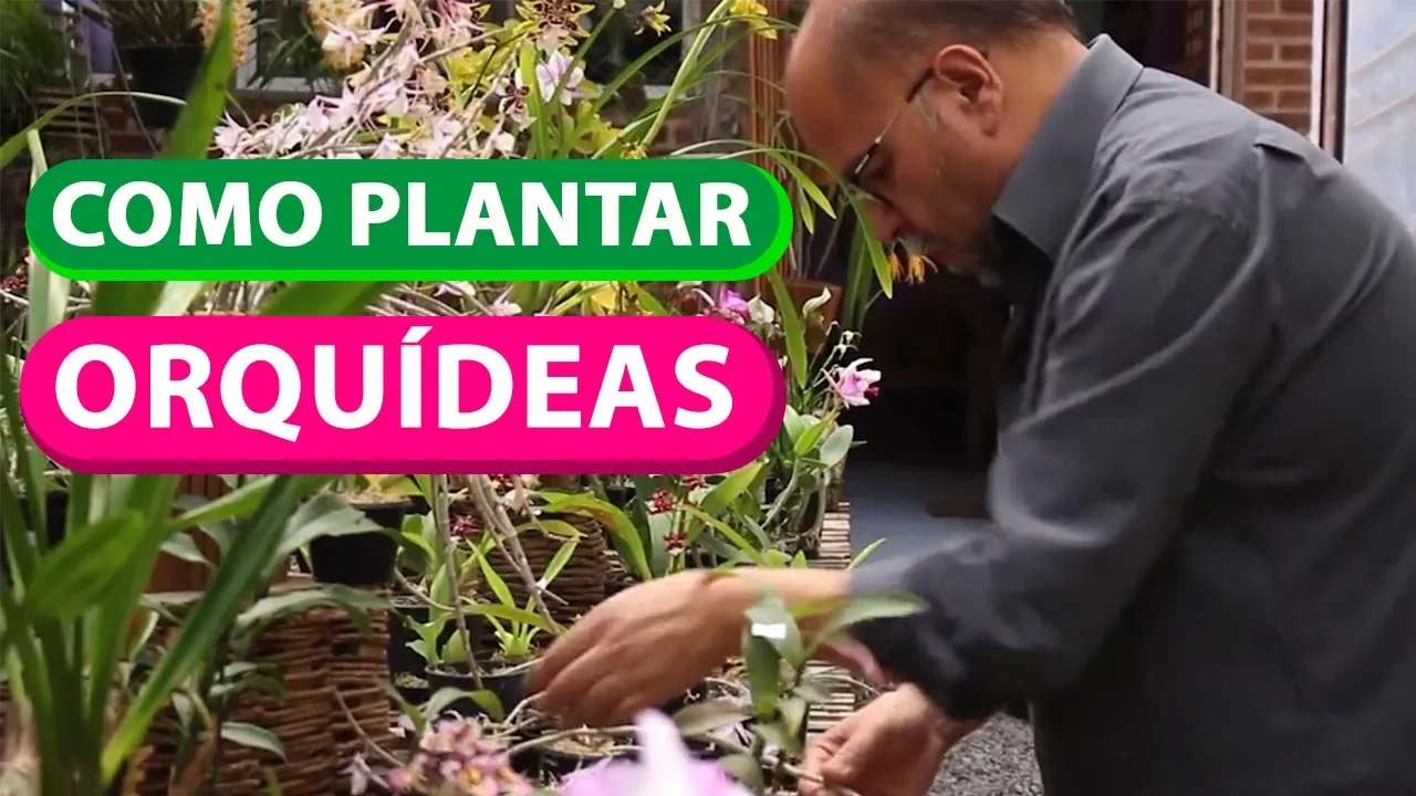 COMO PLANTAR ORQUIDEAS