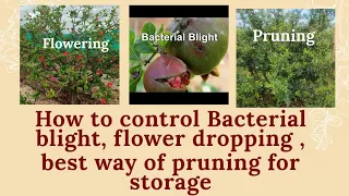 how to control bacterial blight flower dropping and best way of pruning for storage