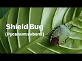 Download Lagu Shield Bug | Pycanum rubens