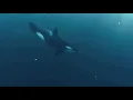 Matilda Manzana Trópico del Álgebra Teaser