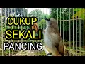Lagu Suara burung trucukan gacor memanggil lawan pancingan trucuk betina memnaggil jantan
