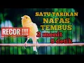 KENARI DURASI 2 MENIT BABLAS - DENGAN CENGKOK LAGU YANG MEWAH -