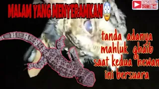 Download Suara Burung Cabak iblis vs suara Tokek di kesunyian malam MP3