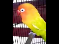 Download Lagu LOVEBIRD NGETIK 1 MENIT LANGSUNG BUNYI
