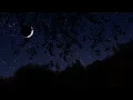 Download Lagu Breezy Autumn Night | Binaural Nighttime Fall Ambience | 10 Hours | Nature Sleep Sounds
