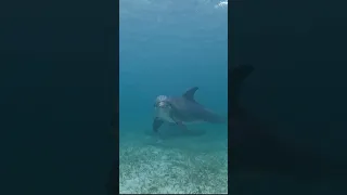 How to make friends with a dolphin Part 1 #dolphin #bahamas #sailing