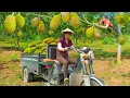 Download Lagu TIMELAPSE -- Use Truck to Buying Many Giant Jackfruit from Villagers Goes to Market Sell