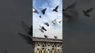 حمام مين دا كيتو مصر مع انجم أحمد مكي  حمام مين دا كيتو مصر مع انجم أحمد مكي