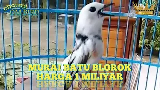 Download Murai Batu Blorok Harga 1Miliyar Lebih MP3