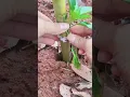 Download Lagu Smart Plant Clips for Branch Support | Easy Gardening \u0026 Farming Hack 2025 #farming #agriculture