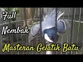 Download Lagu Suara burung gelatik batu gacor nembak