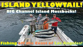 Fin Fetish Sportfishg Island Yellowtail Adventure