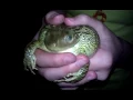 Download Lagu Frog Scream.3gp