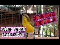 Download Lagu SOGON PAUD NGRIWIK ! PANCINGAN SOGON IJOAN ATAU BAHAN #pancingansogonijoanagarbunyi#sogonijongriwik