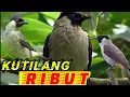 Download Lagu suara pikat kutilang ribut || cocok buat pikat kutilang di alam terbuka