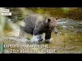 Expedition Earth The Grizzly Bear Rain Forest