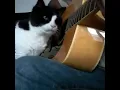 Download Lagu Video Lucu Hewan Kucing Cara Kreatif Melatih Kitty Main Gitar