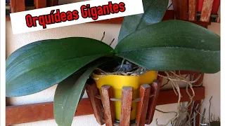 orquideas com raizes e folhas gigantes