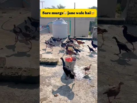 Sare murge🐓jane wale hai🥺 #minivlog #viral #pets #vlog #chicken #aseel #murga #murgi #minivlog