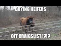 I Bought Heifers Off Craigslist