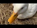 Ducks Love to Eat Blueberries
