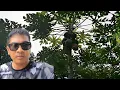 Download Lagu Daming papaya ngayon sa bundok @LorryAquinoTalita