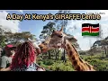 Lagu This must be Love! Spending a day at Kenya's GIRAFFE Centre 🇰🇪