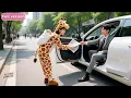 Download Lagu To Support Child, A Diligent Single Mom Slipped A Flyer Into CEO’s Car—Unexpect He Love At 1st Sigh!