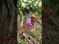 Download Lagu terus berkarya semua punya kesempatan untuk meraih mimpi jika kita mau berusaha #petanimilenial