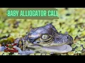 Baby Alligator Call Loop
