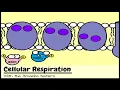 OLD Cellular Respiration and the Mighty Mitochondria