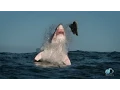 Download Lagu Breaching Great White Sharks | Shweekend