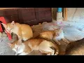 Download Lagu Cat