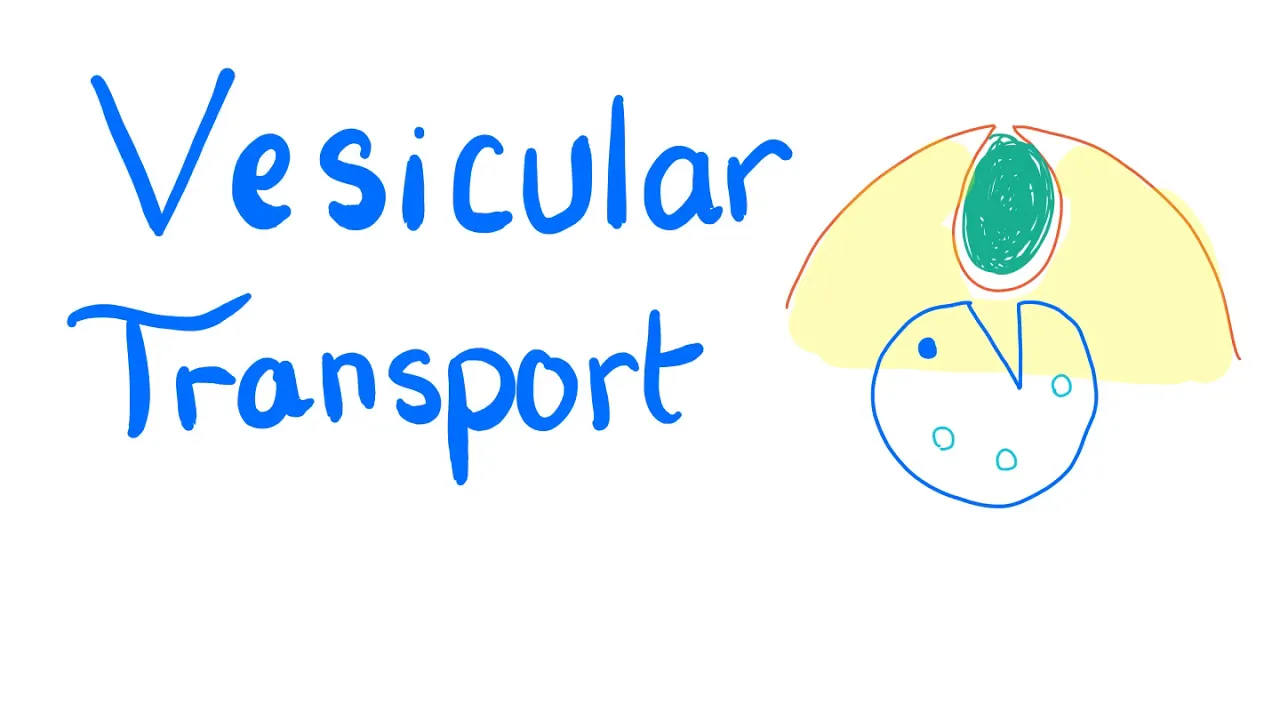 Vesicular Transport - Endocytosis and Exocytosis - Cell Physiology