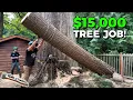 My MOST CHALLENGING Tree Removal Job Yet 5 BIG Firs with NO DROP ZONE
