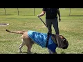 Killeen animal rescue facing animal crisis in Central Texas