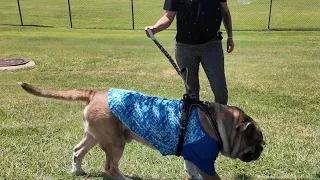 Killeen animal rescue facing animal crisis in Central Texas