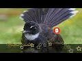 Download Lagu 5 Menit langsung Buka Paruh Terapi Burung Sikatan Terbaru 2024
