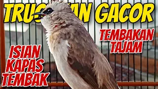 trucuk gacor tembakan tajam isian kapas tembak garuda uplik2 memanggil sambung ropel