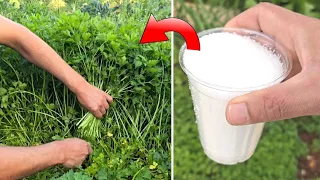 أقوى سماد على وجه الأرض عندما اضفته لنبتة البقدونس تكاد تنفجر من سرعة النمو 