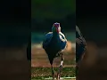 Download Lagu Greyheaded Swamphen #shorts
